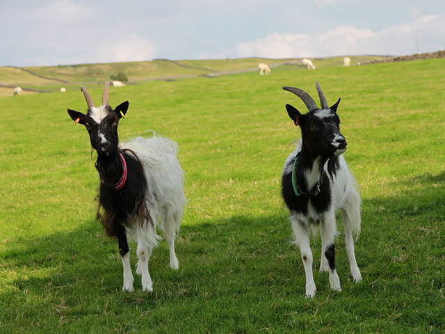 Bagot Goats, Gam Farm