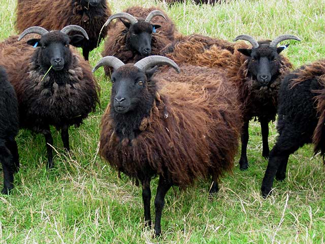 Flock_of_Hebridean_Sheep_640x480 - Gam Farm Rare Breeds