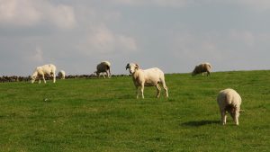 Whitefaced Woodland Sheep at Gam Farm