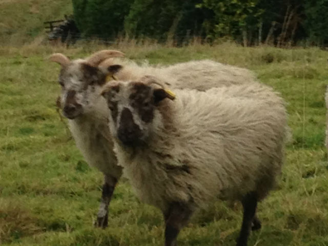 Boreray Fleece 100g unwashed